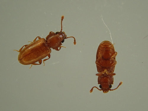 Tropische schimmelkever — Bild 5