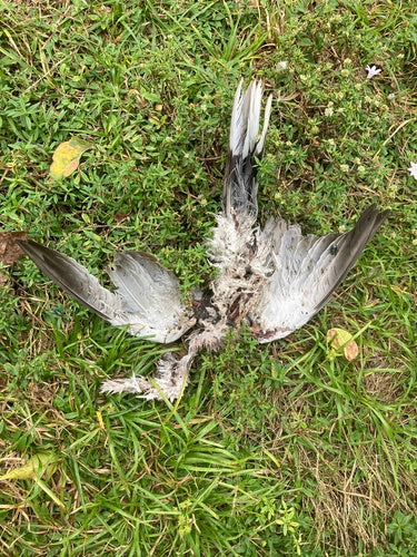 Turkse duif — Bild 2