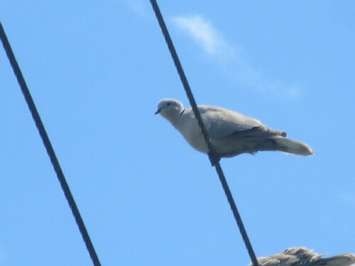 Turkse duif — Bild 4