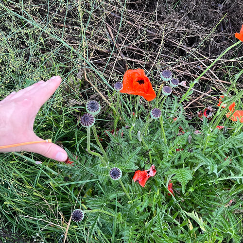 Turkse klaproos — Bild 4