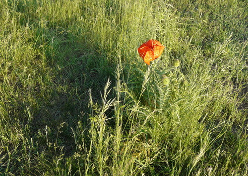 Turkse klaproos — Bild 3