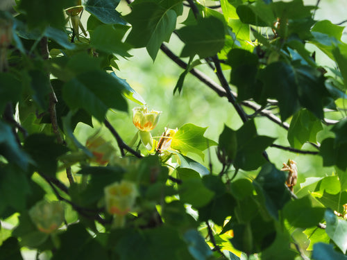 Tulpen — Bild 4