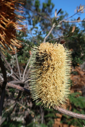 Oeverbanksia — foto 1 van 8