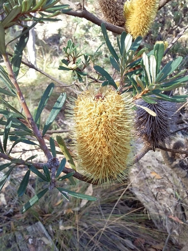Oeverbanksia — foto 5 van 8