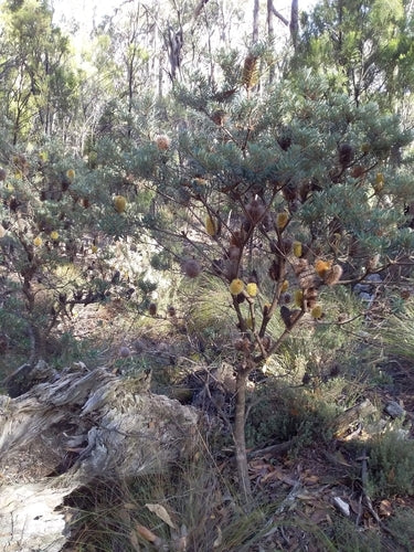 Oeverbanksia — foto 4 van 8