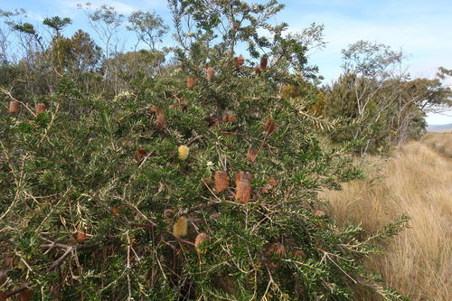 Oeverbanksia — foto 3 van 8