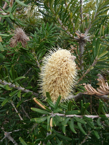Oeverbanksia — foto 2 van 8