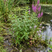Ufer-Wolfstrapp (Lycopus europaeus) in Blüte im naturnahen Garten (KI-generiert)