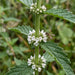 Blüte von Ufer-Wolfstrapp (Lycopus europaeus) in Nahaufnahme (KI-generiert)