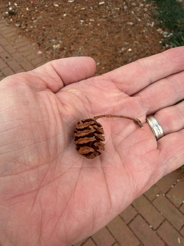 Oer sequoia — Bild 2