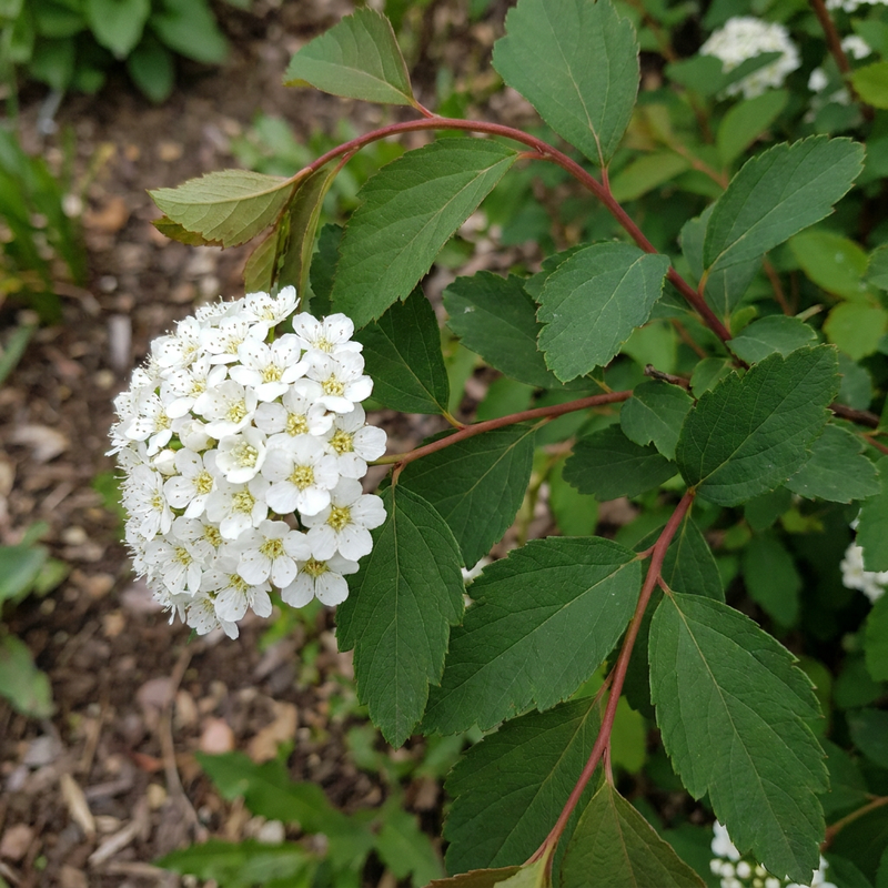 Vanhoutte spirea