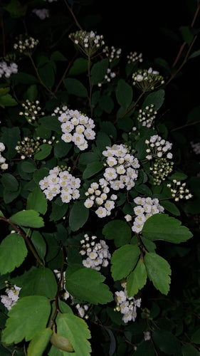 Vanhoutte spirea — foto 5 van 12