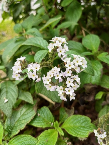 vanille bloem — Bild 5