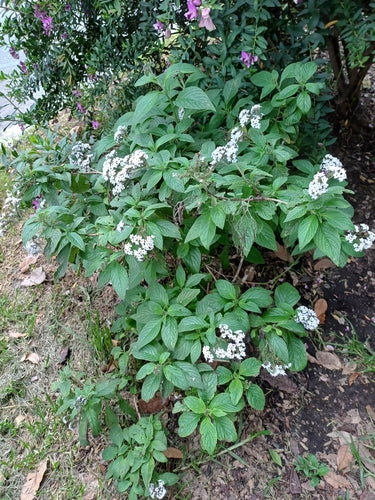vanille bloem — Bild 4