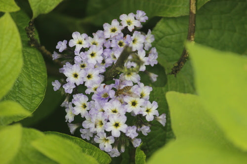 vanille bloem — Bild 2