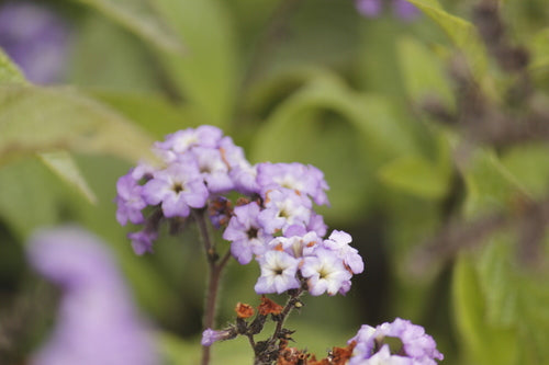 vanille bloem — Bild 3