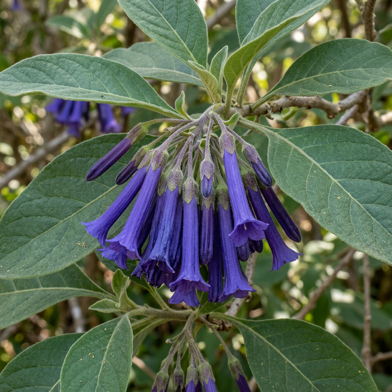 Veilchenstrauch (Iochroma cyaneum), AI-illustratie