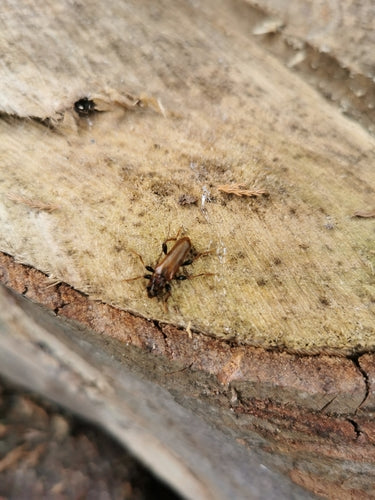 Variabele schijfbok — Bild 2