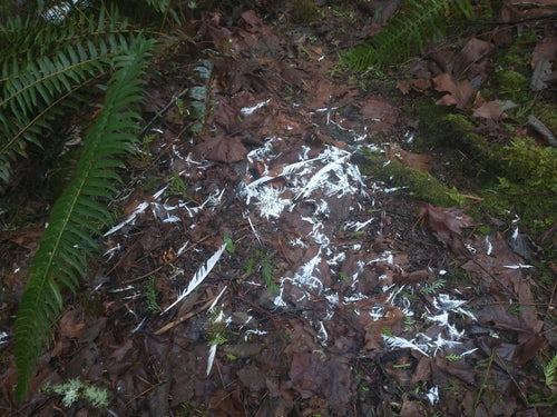 Wilde huisduif — Bild 5