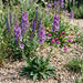 Violette Königskerze (Verbascum phoeniceum) in Blüte im naturnahen Garten (KI-generiert)