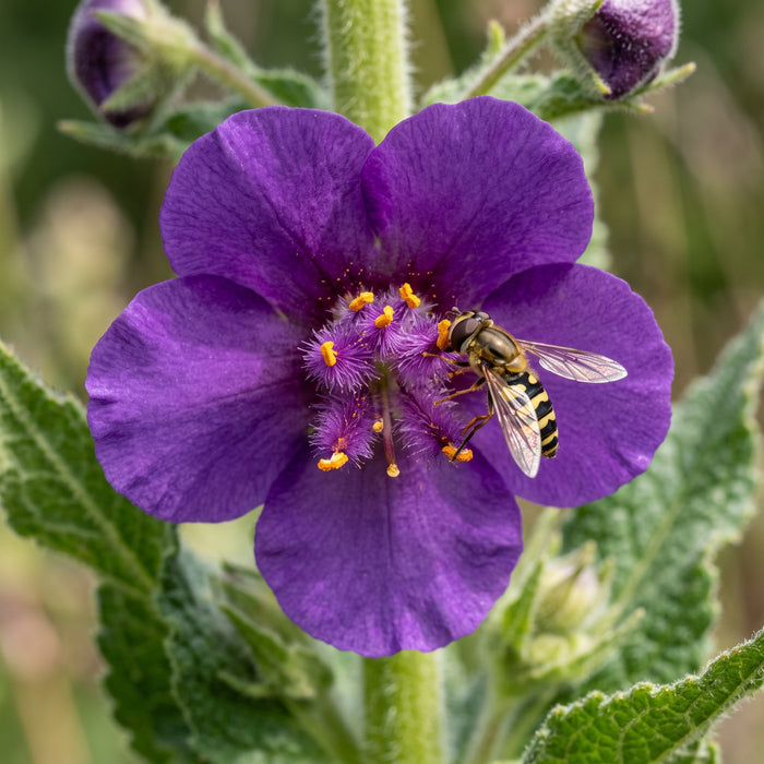 Blüte von Violette Königskerze (Verbascum phoeniceum) in Nahaufnahme (KI-generiert)