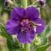 Blüte von Violette Königskerze (Verbascum phoeniceum) in Nahaufnahme (KI-generiert)