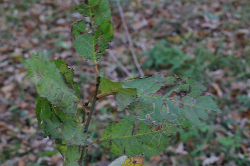Vogelkers — Bild 2