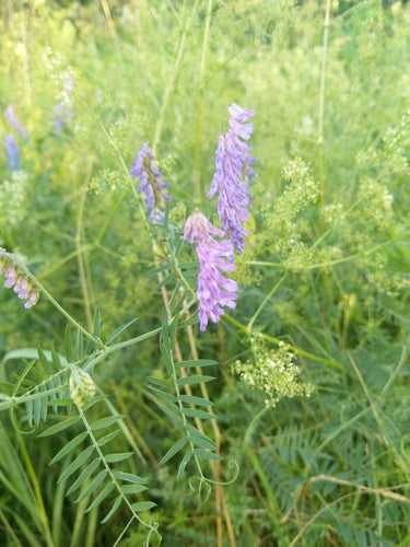 Vogelwikke — Bild 5