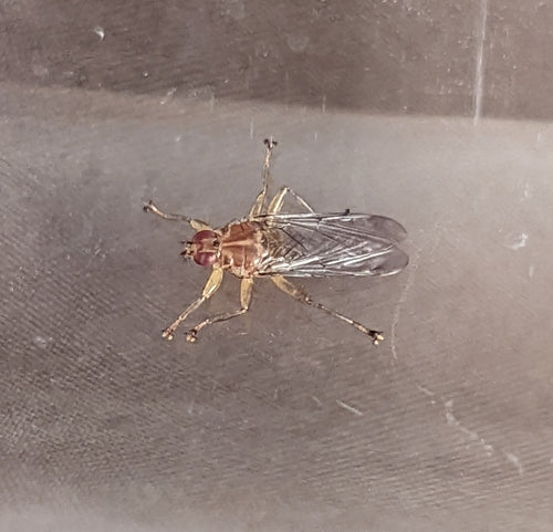 vogelluis vlieg — Bild 2