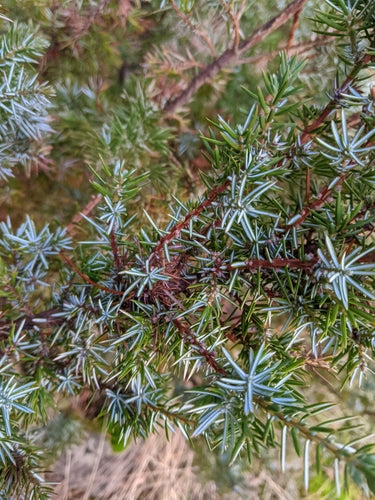 jeneverbes — Bild 2