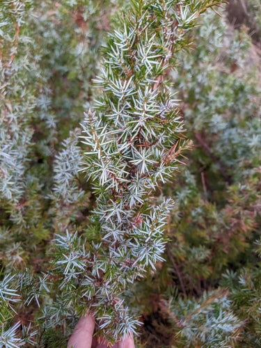 jeneverbes — Bild 1