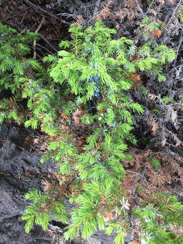 jeneverbes — Bild 1