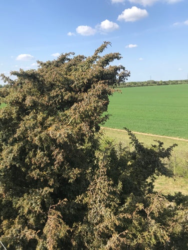 jeneverbes — Bild 2