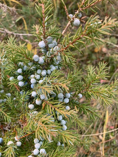 jeneverbes — foto 5 van 8