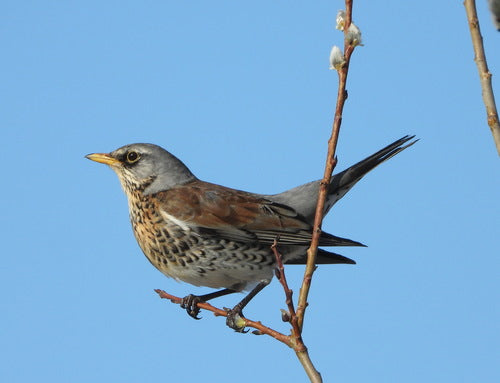 Kramsvogel — Bild 3