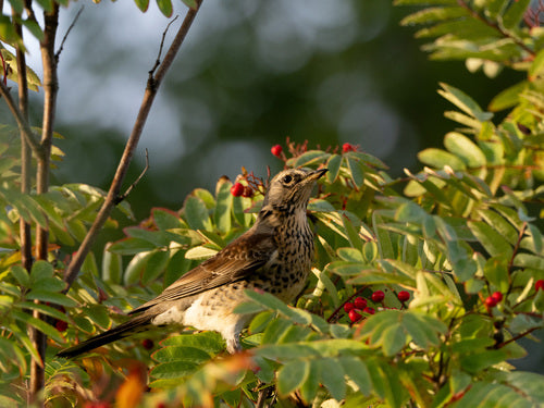 Kramsvogel — Bild 5