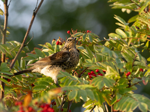 Kramsvogel — Bild 4