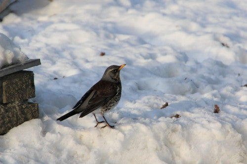 Kramsvogel — Bild 2