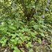Wald-Erdbeere (Fragaria vesca) in Blüte im naturnahen Garten (KI-generiert)