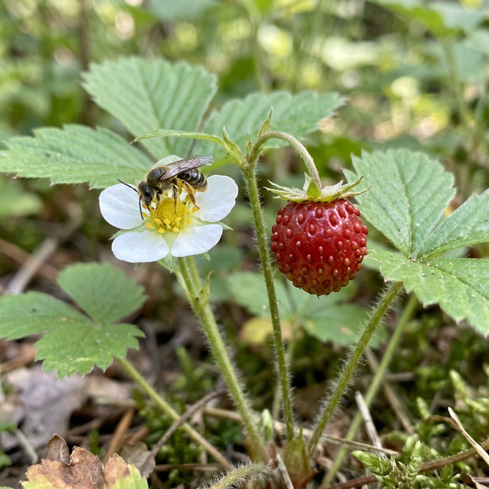 Blüte von Wald-Erdbeere (Fragaria vesca) in Nahaufnahme (KI-generiert)