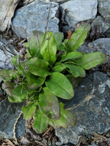 Bosvergeet-mij-nietjes — Bild 2