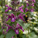 Blüte von Wald-Ziest (Stachys sylvatica) in Nahaufnahme (KI-generiert)