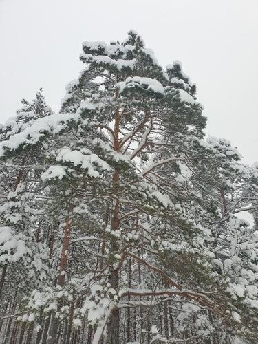 Grove den — Bild 2