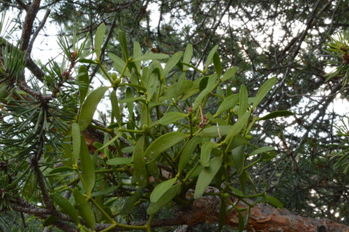 Grove den — Bild 3