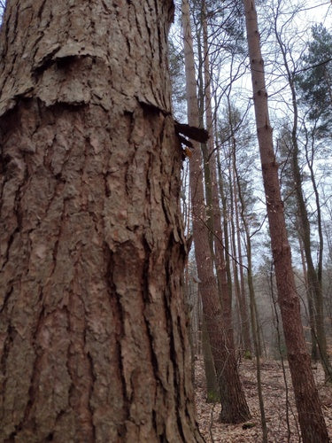 Grove den — Bild 5