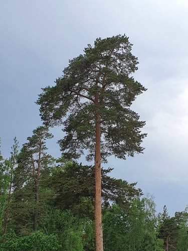 Grove den — Bild 4