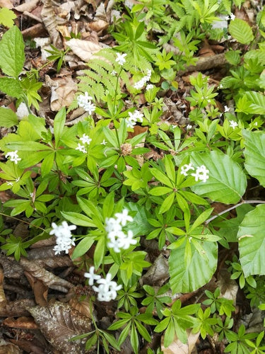 Woodruff — Bild 5