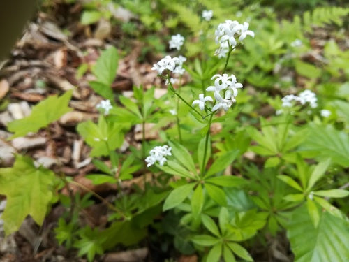 Woodruff — Bild 4