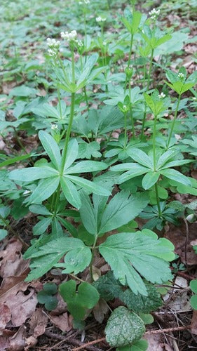 Woodruff — Bild 3