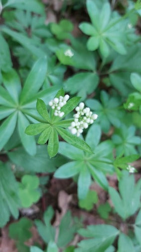 Woodruff — Bild 2